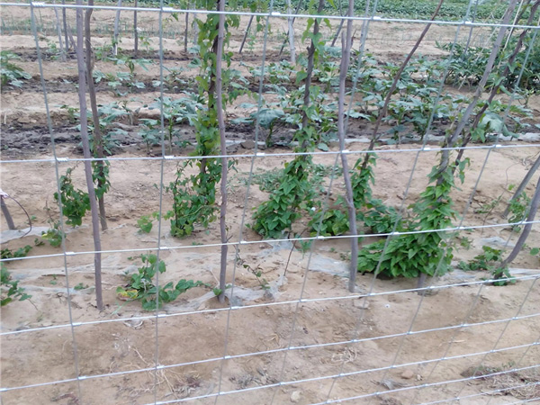 牛欄網(wǎng)應用案例2